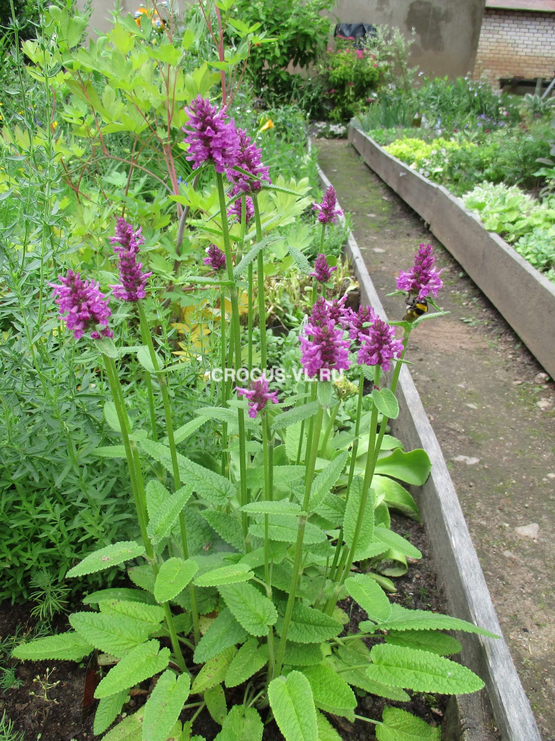 Буквица Монье «Hummelo» Буквица Монье «Hummelo»